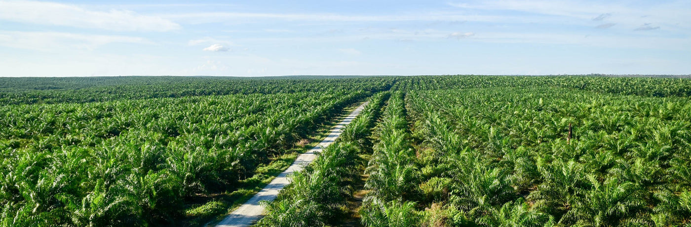 Palmový olej: dobrý sluha, nebo špatný pán? | COPE